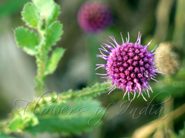 East Indian Globe Thistle